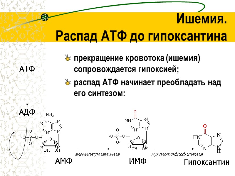 Ишемия.  Распад АТФ до гипоксантина прекращение кровотока (ишемия) сопровождается гипоксией;  распад АТФ